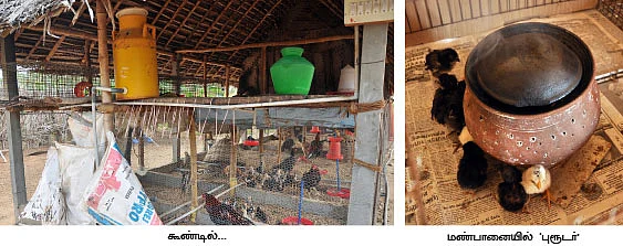 நாட்டுக்கோழி வளர்ப்பில் 'நச்'லாபம்