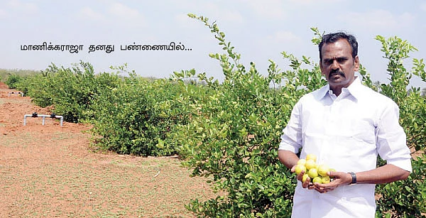 பெயர் வாங்கித் தந்த, பெயரில்லா எலுமிச்சை... இயற்கை விவசாயியின் எளிய கண்டுபிடிப்பு !