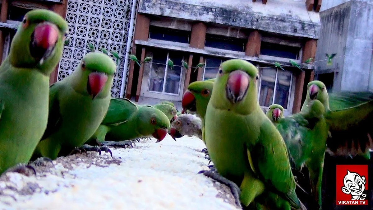 Parrots sanctuary in Chennai - Every day, hundreds of Parrots make a visit to Royapettah