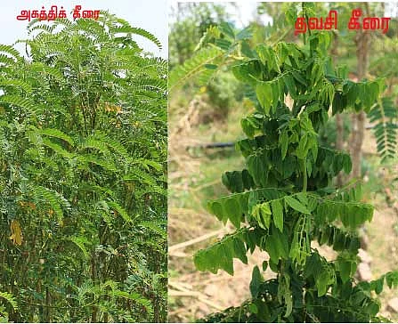 தினம் ஒரு கீரை! ஒரு கம்ப்ளீட் கைடு