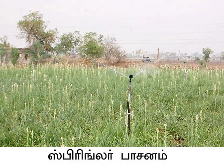 சக்கைப்போடு போடும் இயற்கை சம்பங்கி!