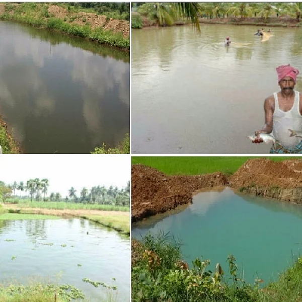 வறட்சியிலும் வருமானம் கொடுக்கும் பண்ணைக்குட்டை!#TNDrought2017