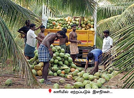 ஆண்டுக்கு 400 காய்கள்...