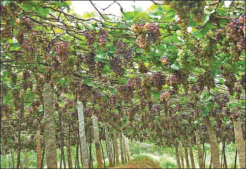 விளையும் விலையும்! - சந்தைக்கு வழிகாட்டும் தொடர் - 12