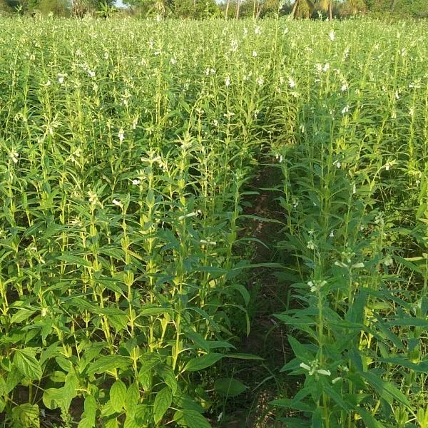 புதிய தொழில் நுட்பத்தில் எள் -இருமடங்கு லாபம் கிடைப்பதால் விவசாயிகள் ஆர்வம்!