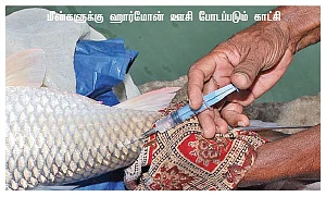 மீன்கள் ஜாக்கிரதை!