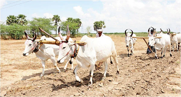 சித்திரை உழவு… பத்தரை மாற்று தங்கம்!