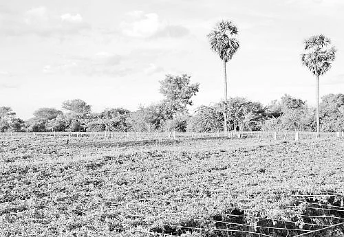 ஆடிப்பட்டம் தேடி விதை... வகை வகையாய் காய்கறிகள்...வளமான வருமானம்!