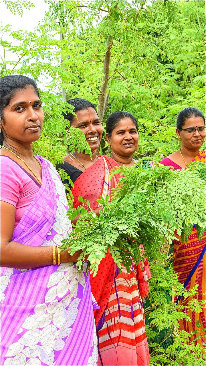 முத்தான வருமானம் தரும் முருங்கை இலை! - மாதம் ரூ 1,30,000 திருநெல்வேலியிலிருந்து துபாய்க்கு...