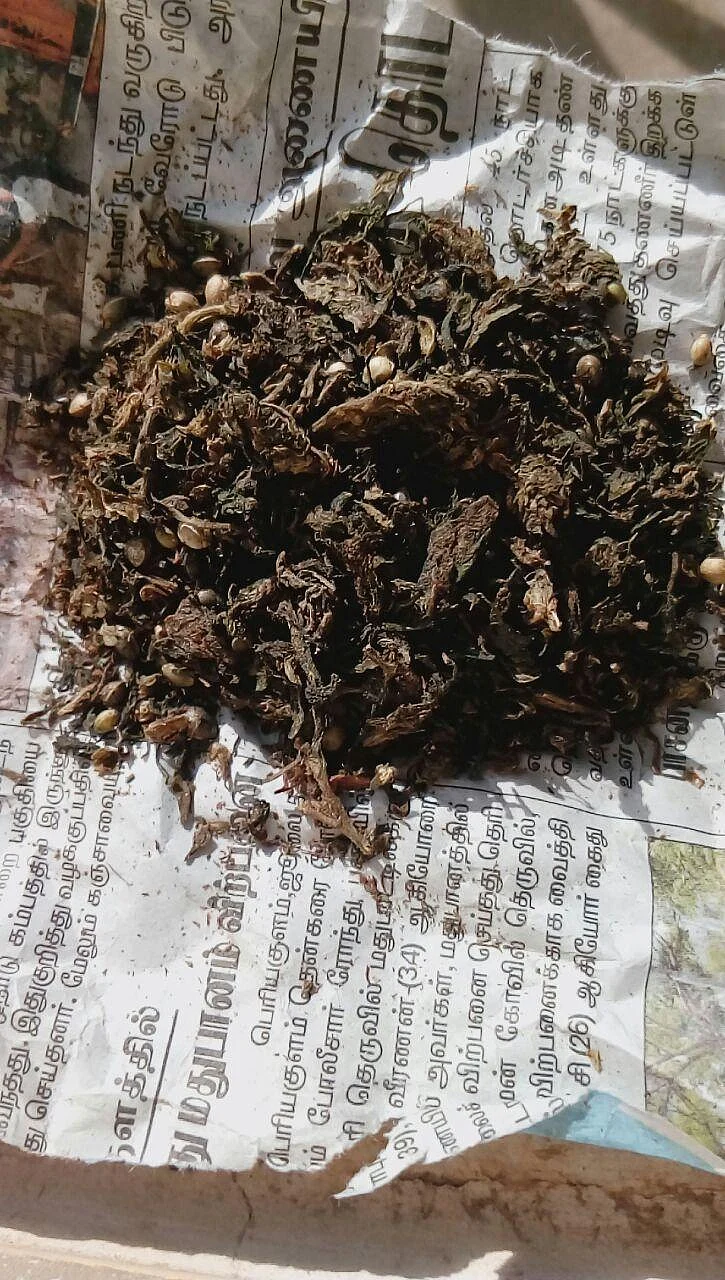 `ஒரு பொட்டலம் 100 ரூபாய்!’ - ஓ.பி.எஸ் ஊரில் கஞ்சா விற்பனை அமோகம்