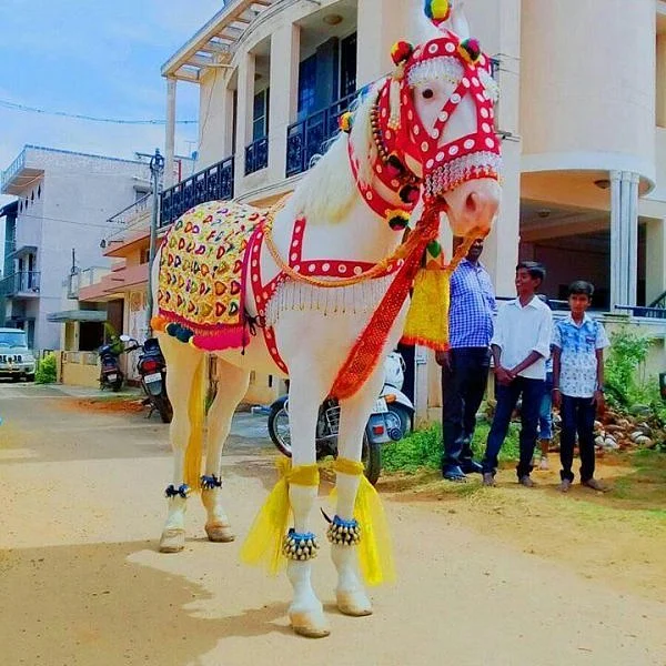 `` ஜிப்ஸி போஸ்டர் குதிரை இதான்!’’ - `நாட்டியக் குதிரை’ வளர்க்கும் ஜாகீர் உசேன்