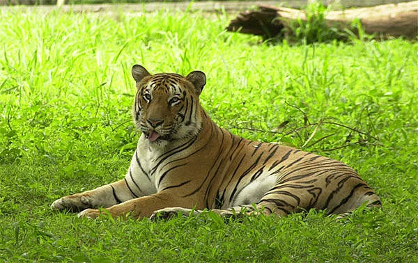 100 வருடங்களில் முதல் முறையாக உலகில் உள்ள புலிகளின் எண்ணிக்கை உயர்வு!