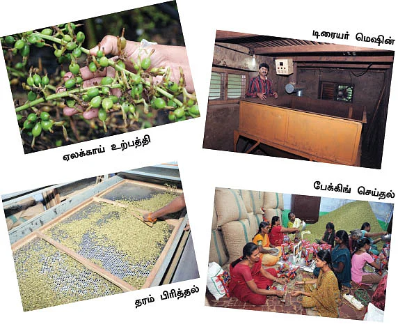 கமகம ஏலக்காய் சந்தை! - நேரடி விசிட்!
