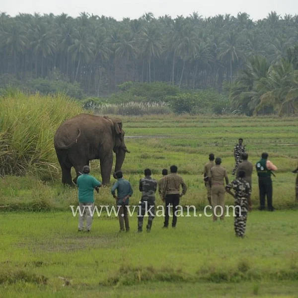 பலாப்பழம் காட்டி அழைத்த ஊழியர்கள்... சிக்கிக்கொண்ட சின்னத்தம்பி