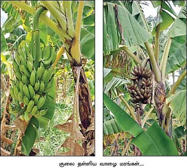 8 ஏக்கரில் ரூ.4 லட்சம் ஏற்றம் தந்த ஏழு ரக வாழை..!