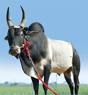 பசுத்தோல் போர்த்திய புலிகளே !
