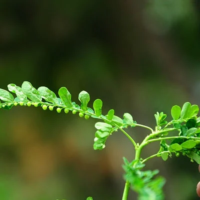 நல் மருந்து - 1