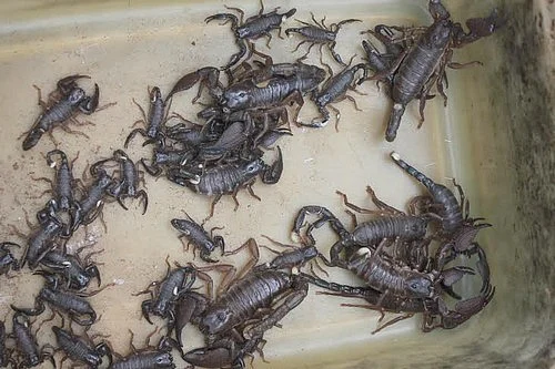 ரூ.20க்கு தேள்கடி மருந்து...!