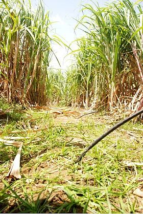 நீங்கள் கேட்டவை : வாத்து வளர்ப்பு லாபம் தருமா..?