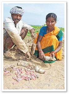 ஆபரேஷன் எலிவேட்டை