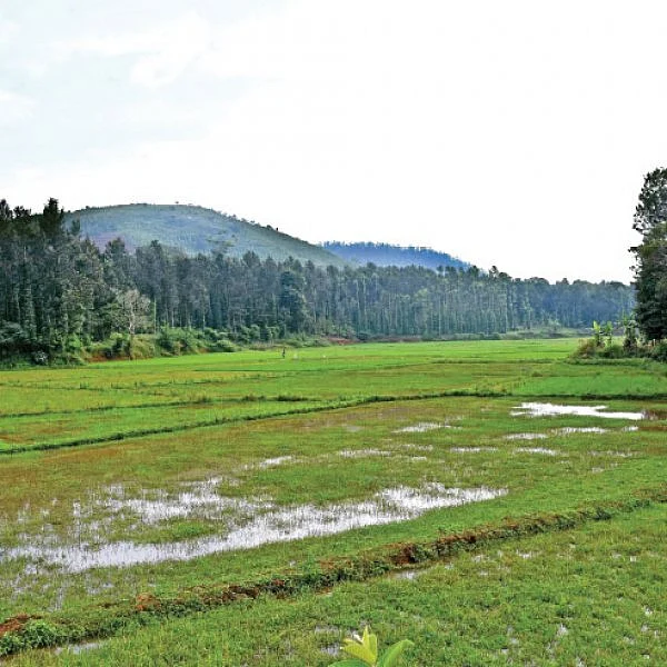 கொல்லிமலையில் சிறுதானியங்கள்... பாரம்பர்யம் மாறாத பயிர்ச் சாகுபடி!