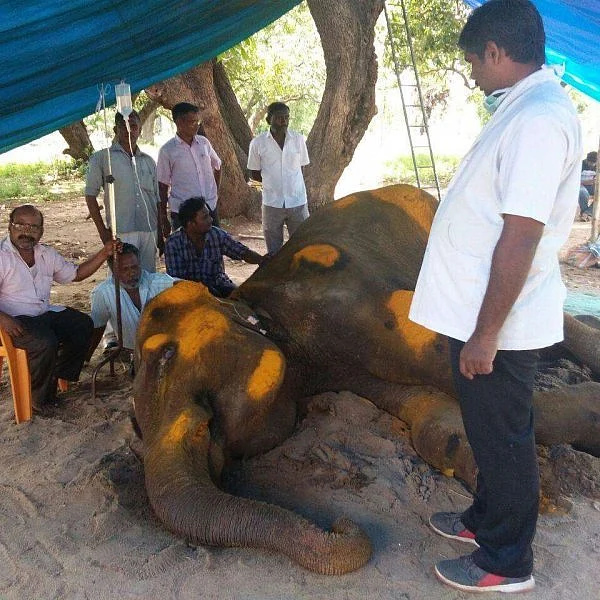 கருணைக்கொலைக்கு முன்பே உயிரிழந்தது யானை ராஜேஸ்வரி!