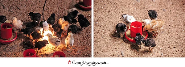 ஆரம்ப முதலீடு 550 ரூபாய்... ஆண்டு லாபம் 5 லட்ச ரூபாய்!