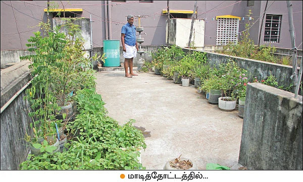நாட்டு விதைகள் இலவசம்... அசத்தும் மாடித்தோட்ட ஆர்வலர்!