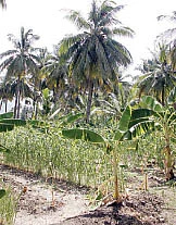 35 ஏக்கரில் ஆண்டுக்கு 17 லட்சம் !