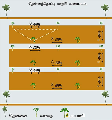 தென்னை... பப்பாளி... வாழை...