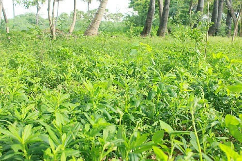 முத்தான வருமானம் தரும் சத்தான கீரைகள்!