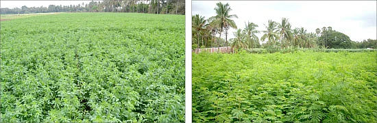 நீங்கள் கேட்டவை: மாடித்தோட்டத்துக்கு மானியம் உண்டா?