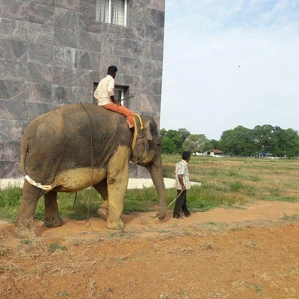 சமயபுரம் யானை மசினியின் உடல்நிலையில் முன்னேற்றம்!