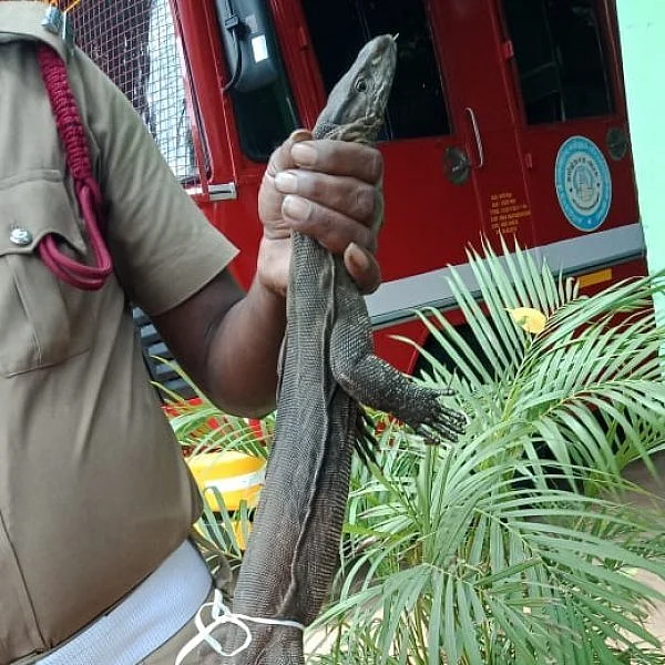 ஷோரூமில் புகுந்த உடும்பு... அலறிய ஊழியர்கள்... மீட்ட தீயணைப்பு வீரர்கள்