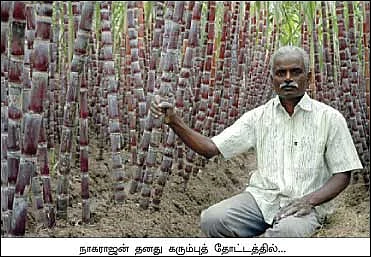 அரை ஏக்கரில், 1,200 கட்டு... பங்கம் இல்லா வருமானம்...