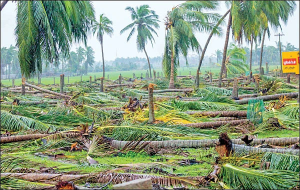தென்னை மரங்களுக்குத் தேவையான தொழில்நுட்பம்! - களமிறங்கிய பசுமை விகடன்...