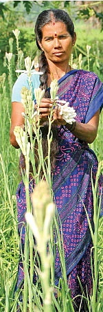 சத்தான வருமானம் கொடுக்கும் சம்பங்கி!