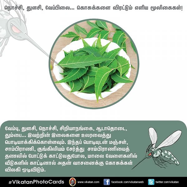 நொச்சி, துளசி, வேப்பிலை... கொசுக்களை விரட்டும் எளிய மூலிகைகள்! #VikatanPhotoCards