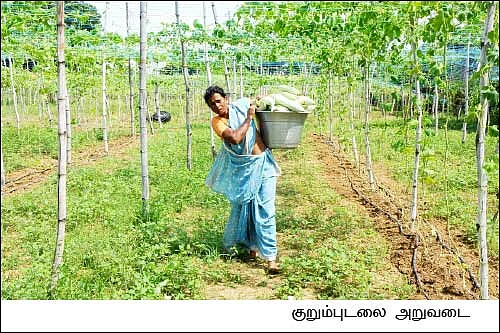 ஏக்கருக்கு ஒரு லட்சம்... பந்தல் காய்கறி... பக்காவான வருமானம்...