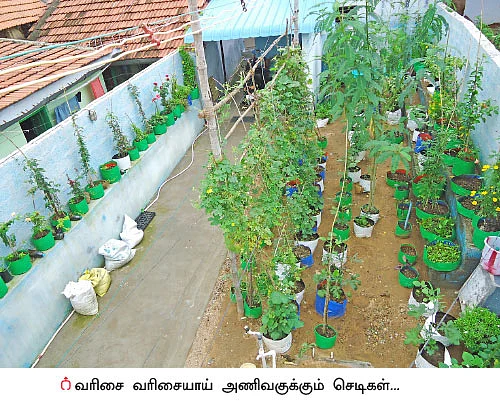 ஆஸ்பத்திரி செலவைக் குறைக்கும் வீட்டுத்தோட்டம்!