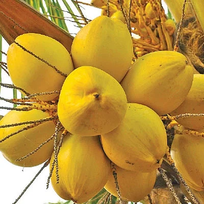 செழிப்பான வருமானம் தரும் செவ்விளநீர்! - மூன்றரை ஏக்கர்... ஆண்டுக்கு ரூ.8 லட்சம்!