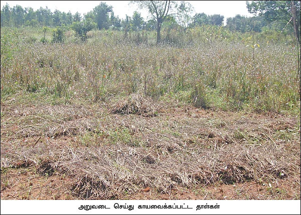 மானாவாரியில் விளைந்த வரகு! - பள்ளி ஆசிரியரின் இயற்கைச் சாகுபடி!