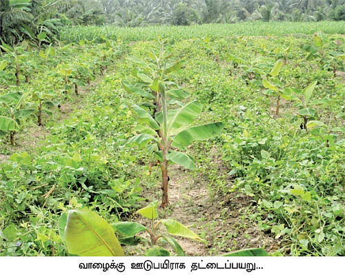 உரச்செலவைக் குறைத்த ஊடுபயிர்...