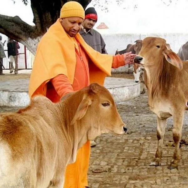 கோமியம் மருத்துவ குணம் கொண்டதுதானா? - ஆயுர்வேத மருத்துவ விளக்கம்!