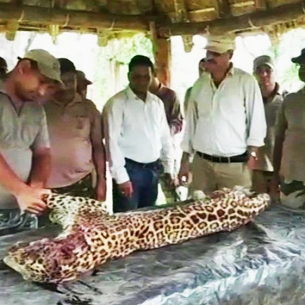 `3 ஆண்டு வேட்டையில் 21 பேரைக் கொன்றது!'- கடைசியில் சிறுத்தைக்கு நடந்த துயரம்