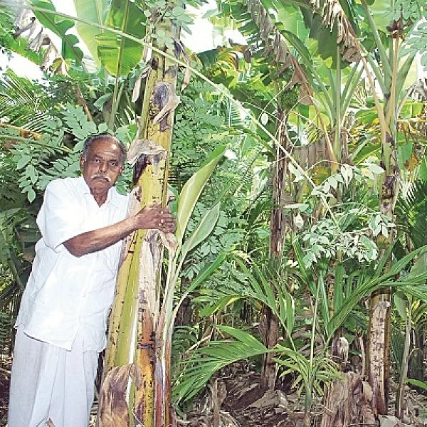 Coca, Areca, Banana, Long pepper and Blackpepper... Standing in between coconut!