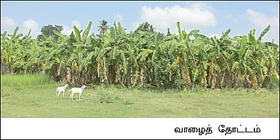 இயற்கை முறையில் இனிப்பான லாபம்... கலக்குது கற்பூரவல்லி..!