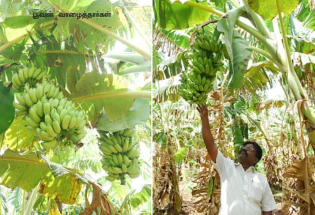 பூஜைக்கு ஏற்ற பூவன்...