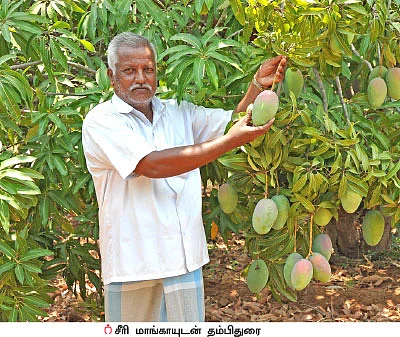 20 மரங்கள்... ரூ 1,00,000 லாபம்... கெத்தமார்.... சீரி... ருமானி...