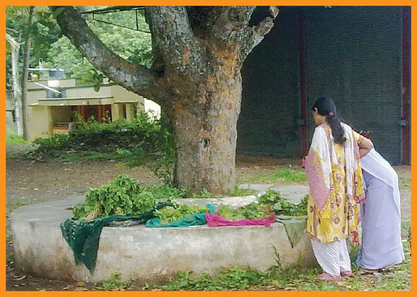 விளையும் விலையும்! - சந்தைக்கு வழிகாட்டும் தொடர் - 6